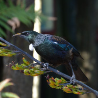 Tui